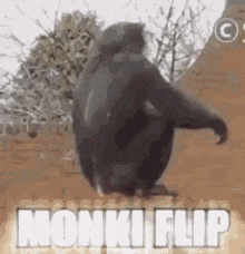 monkey dando cambalhota :)